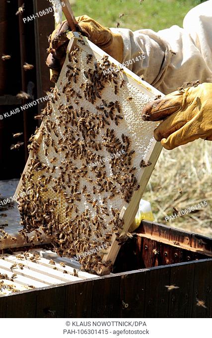 A beekeeper harvesting his honey. The honey is in the cells of the honeycombs, which are made from the body's own wax and were built by the bees