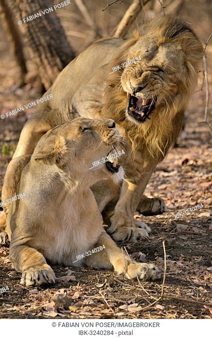 Asiatic Lions (Panthera leo persica), mating, Gir Forest National Park, Gir Sanctuary, Gujarat, India