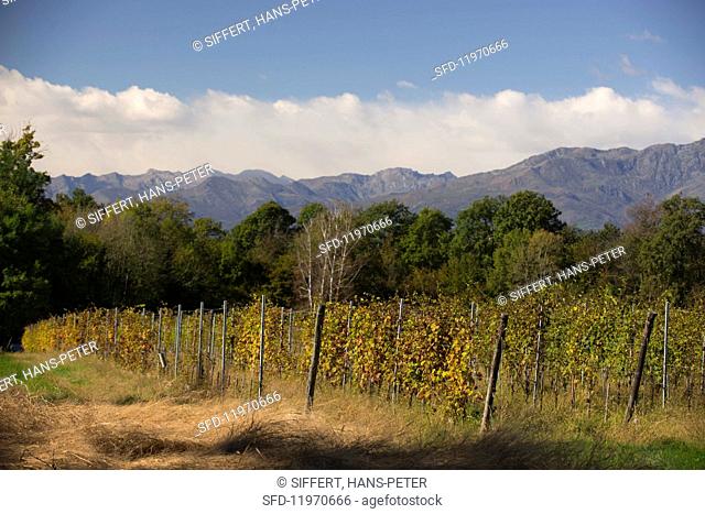 Vineyards in northern Piedmont owned by Luca und Paolo De Marchi in the region of Lessona