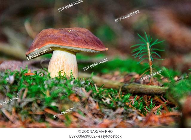 Bay bolete - edible mushroom