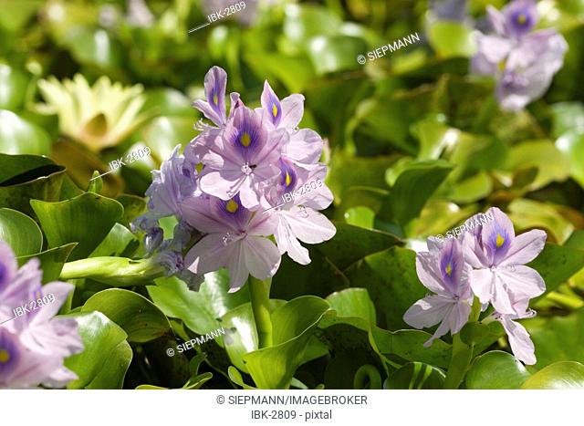 Water hyacinth Eichornia crassipes