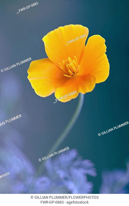 Californian poppy, Eschscholzia californica, Front view of one fully open orange flower showing stamens, coming out of soft focus blue background