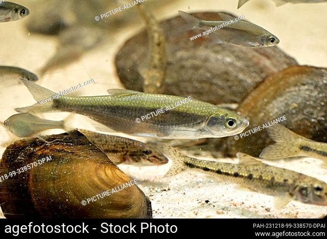 18 December 2023, Brandenburg, Potsdam: Various small fish swim around among shells in the aquarium at the Potsdam Natural History Museum