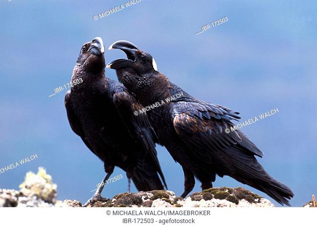 Pair of Thick-billed Raven (Corvus crassirostris) Simien Mountain National Park, Ethiopia