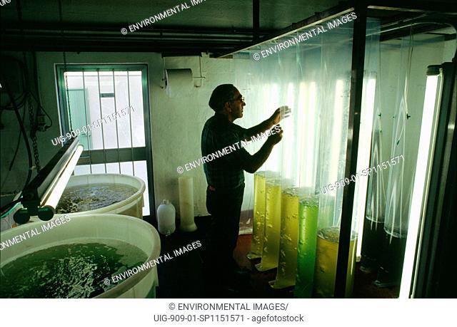 ITALY, Po Delta. Goro, vicinity Ferrara. Consorzio Pescatori Laboratory. . Microscopic algae being grown in the lab to feed the baby mussels which will later be...
