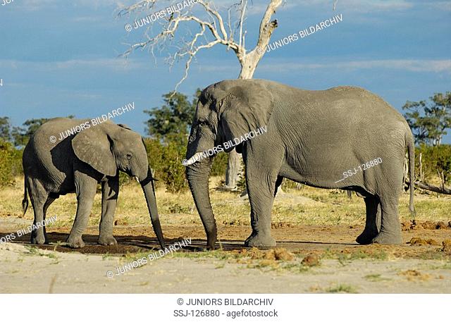 two African elephants - drinking water / Loxodonta africana