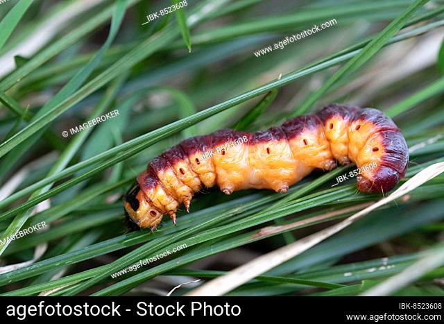 Goat moth (Cossus cossus), caterpillar on grass, Eschenlohe, Bavaria, Germany, Europe