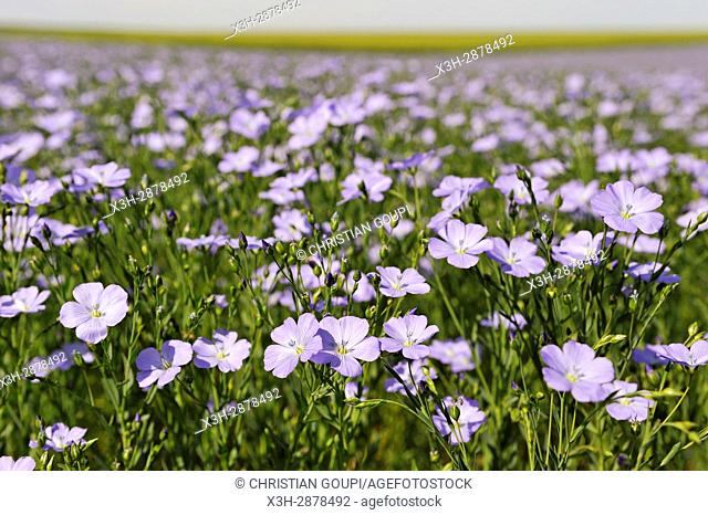 flax field flowering, Centre-Val de Loire region, France, Europe