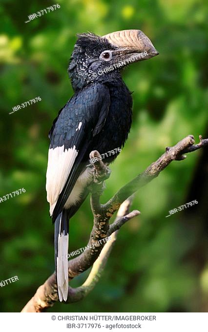 Silvery-cheeked Hornbill (Bycanistes subcylindricus), native to Africa, captive, The Netherlands
