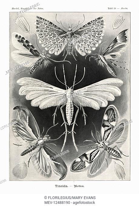 Tineida or moths: twenty-plume moth, Alucita hexadactyla, white-plume moth and wing scales, Pterophorus pentadactylus, rose-plume moth