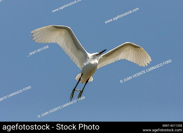 Little egret, Egretta garzetta, flying, Spain