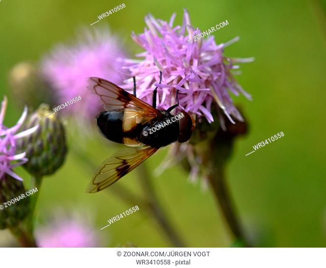 Gemeine Waldschwebfliege, Volucella pellucens, pellucid hoverfly, great pied hoverfly