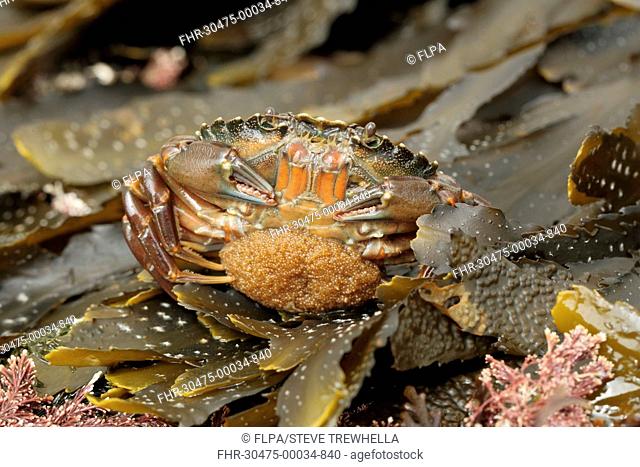 Shore Crab (Carcinus maenas) adult female, carrying eggs beneath abdomen, Kimmeridge, Isle of Purbeck, Dorset, England, March