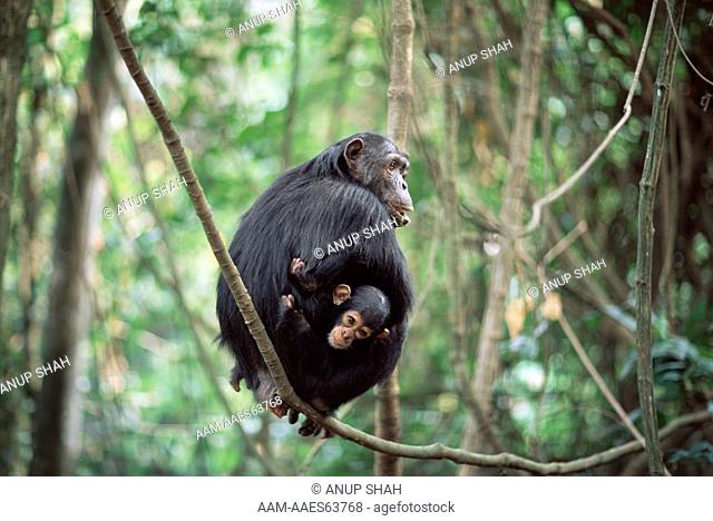 Chimpanzee mother 'Tanga' with baby 'Tom' (Pan troglodytes schweinfurtheii) Gombe National Park, Tanzania, 2002