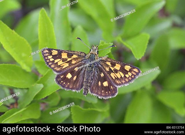 Chequered skipper (Carterocephalus palaemon) sitting in a meadow plant, North Rhine-Westphalia, Germany, Europe