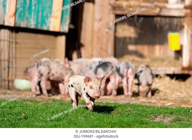 Domestic pig. Free-ranging piglets on a Demeter farm in Germany