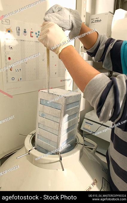 A batch of induced puripotent stem cells being placed in liquid nitrogen for deep freezing after being incubated for 8 days at 37 degrees centigrade