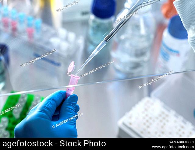 Scientist using pipette while doing research in laboratory