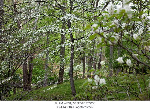 Oak Ridge, Tennessee - Dogwood blooming at the University of Tennessee Arboretum