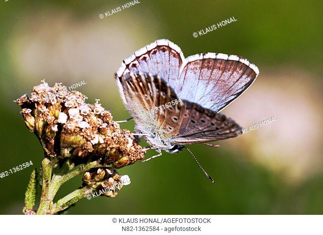Chalk Hill Blue Butterfly (Lysandra coridon) male on yarrow plant (Achillea millefolium) - Bavaria/Germany