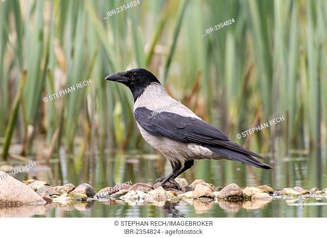 Hooded Crow (Corvus corone cornix), Mecklenburg-Western Pomerania, Germany, Europe
