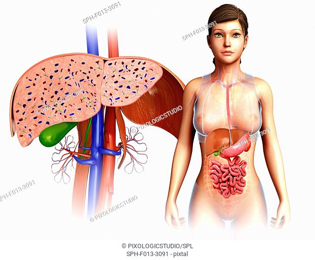 Human liver, illustration
