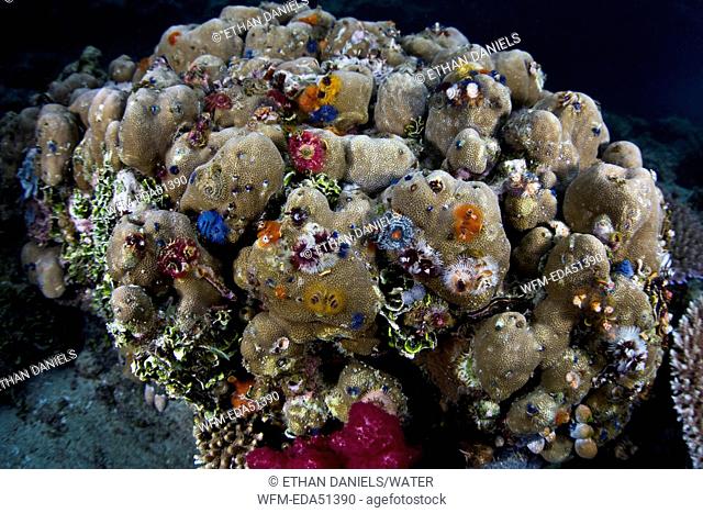Colony of Christmas Tree Worms on Porite Coral, Spirobranchus giganteus, Raja Ampat, West Papua, Indonesia