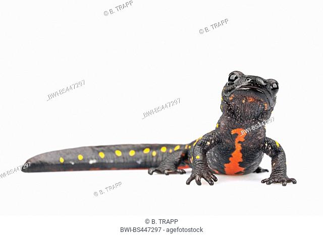 Strauchs Spotted Newt, Turkish Spotted Newt, Anatolia Newt, Yellow-spotted Newt (Neurergus strauchii), cut out, Turkey