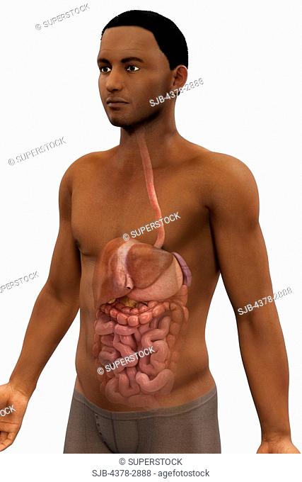 Waist up view of a male figure of African ethnicity with the organs of the digestive system visible within the body