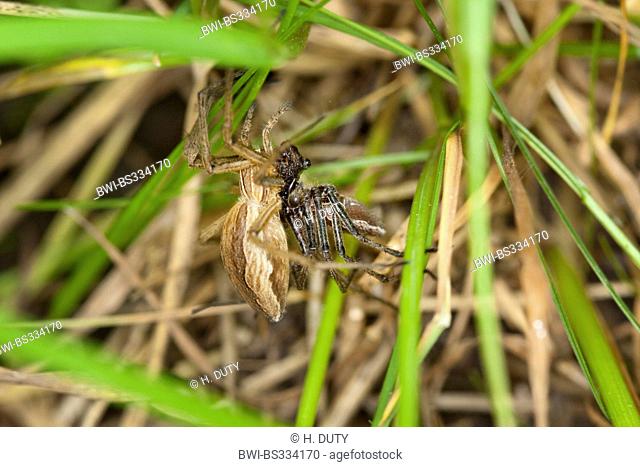 nursery web spider, fantastic fishing spider (Pisaura mirabilis), mating, Germany, Mecklenburg-Western Pomerania