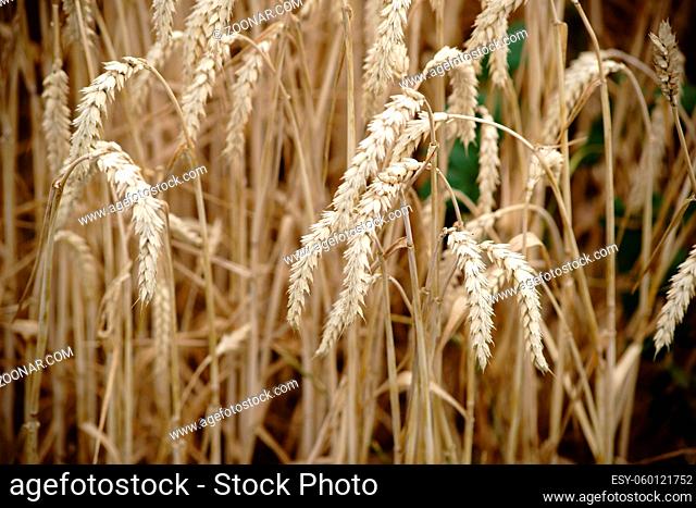 Die getrockneten Getreideähren von Weizen auf einem Feld