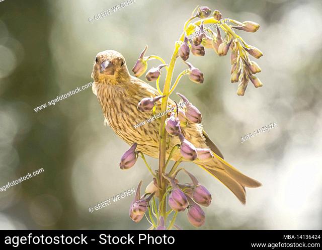 close up of a of green finch on flowers looking at the viewer