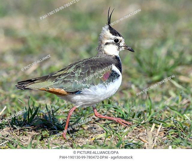 FILED - 20 March 2018, Brandenburg, Mallnow: A lapwing (Vanellus vanellus) runs across a meadow. Lapwings are ground breeders and are considered endangered