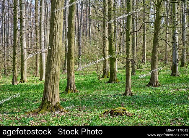 Forest, hornbeam, deciduous forest, spring, Wetterau, Hesse, Germany