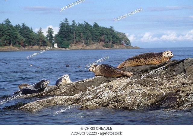 Pacific Harbour seals Phoca vitulina, Vancouver Island, British Columbia, Canada