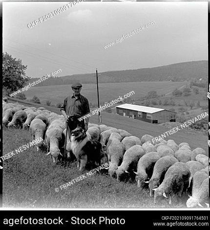 ***MAY 25, 1971, FILE PHOTO*** The members of the Unified Agricultural Cooperative in Osvetimany, Uherske Hradiste district