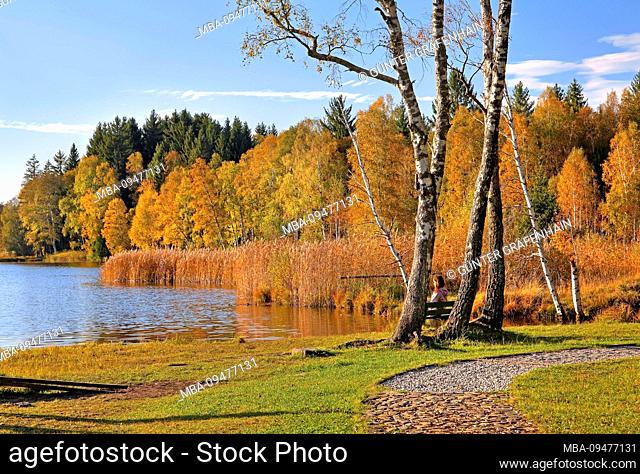 Hiking trail in the bog area at the Soiener See, Bad Bayersoien, Alpine foothills, Upper Bavaria, Bavaria, Germany
