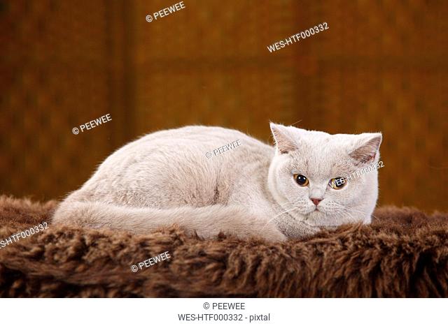 British Shorthair Cat lying on faux fur