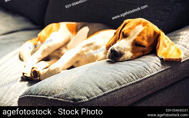 Dog lying, sleeping on the sofa. Canine background. Pets on furniture concept