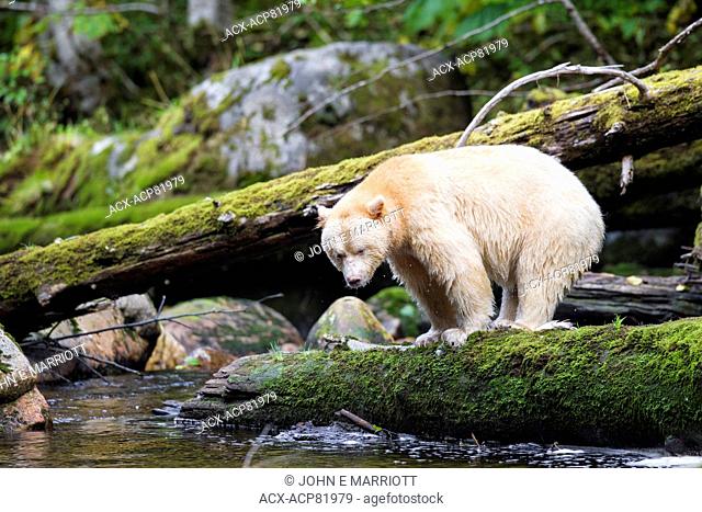 Kermode bear in the Great Bear Rainforest, BC, Canada