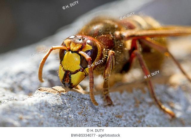 hornet, brown hornet, European hornet (Vespa crabro), collecting wood for its nest, Germany, Mecklenburg-Western Pomerania