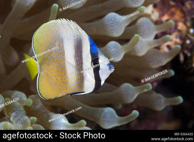 Sunburst Butterflyfish (Chaetodon kleinii), Florida Islands, Solomon Islands, Oceania