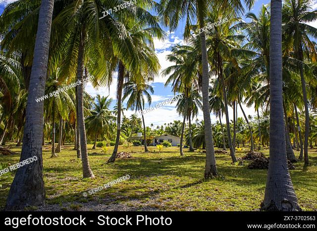 Tropical palm trees in Fakarava, Tuamotus Archipelago French Polynesia, Tuamotu Islands, South Pacific