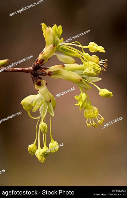 Acer monspelliensis, montpellier maple (Acer monspessulanum), French maple, French tracker, rock maple, castle maple, maple family