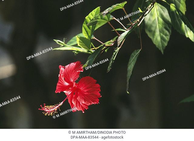 Hibiscus or Rosemallow Hibiscus brackenridgei , india