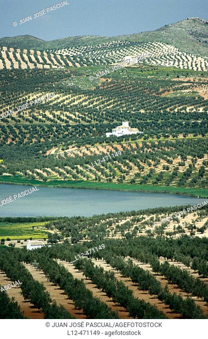 Olive trees near Luque, Córdoba province, Spain