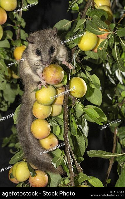 Edible dormouse (Glis glis) in Mirabelle tree, Lower Saxony, Germany, Europe