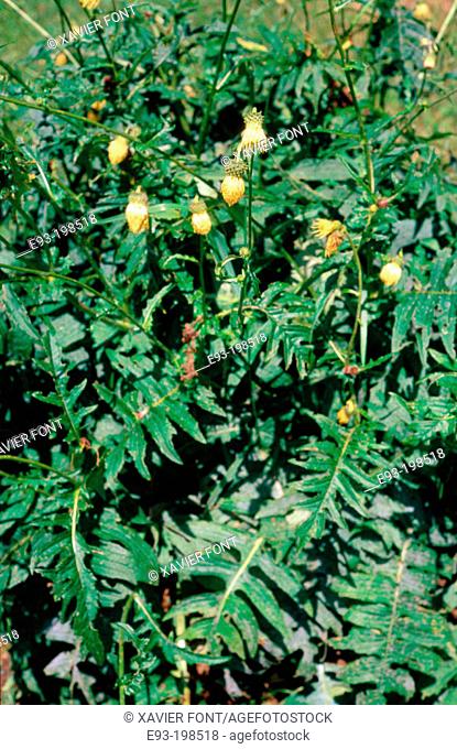 Thistle (Cirsium erisithales)