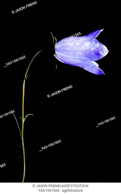 England, Staffordshire, Highgate Common Country Park  Creative view of a Harebell Campanula rotundifolia