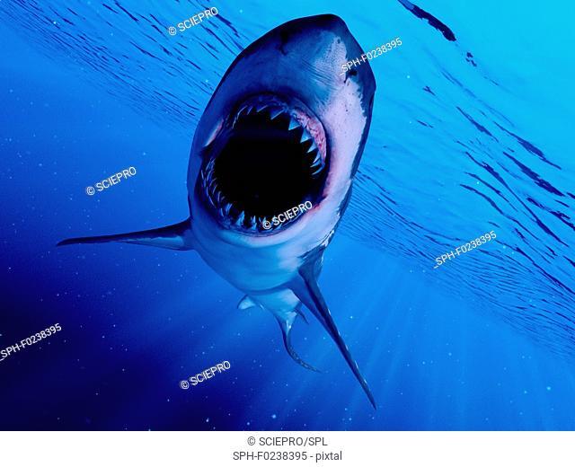 Illustration of a great white shark